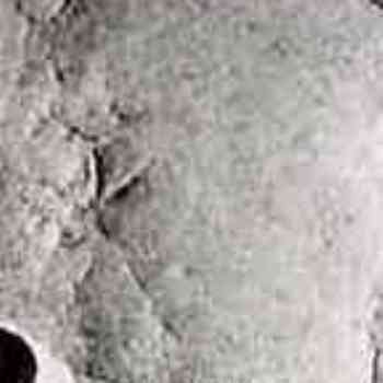 Click para ampliar. Pulsa en el nombre para ver la ficha. pata de oca